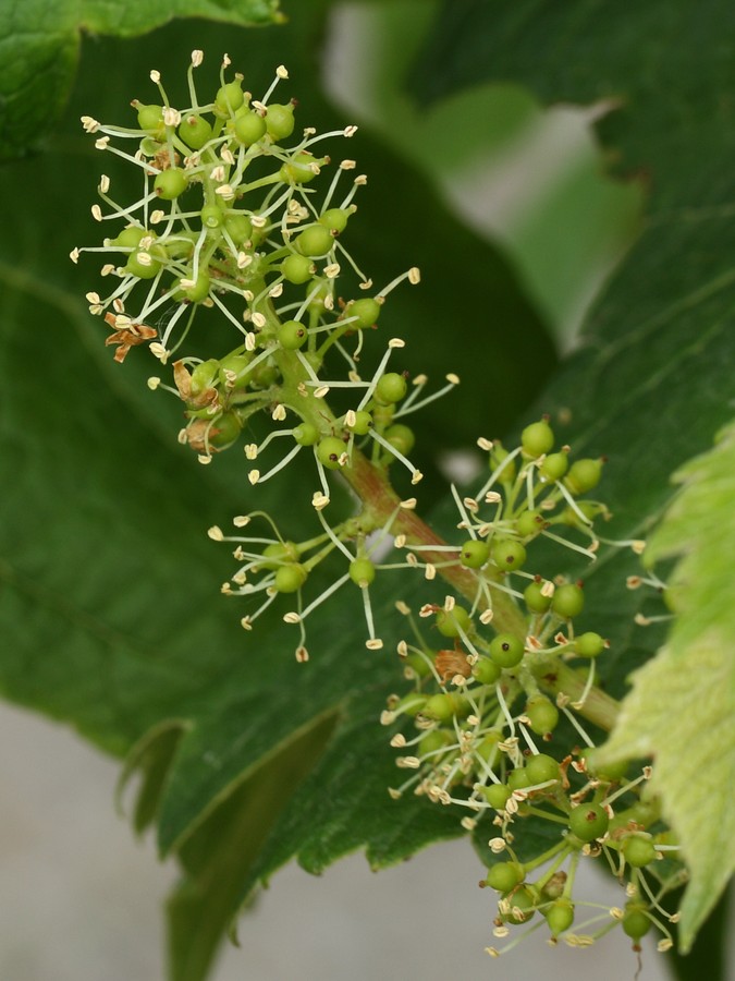 Image of Vitis vinifera specimen.