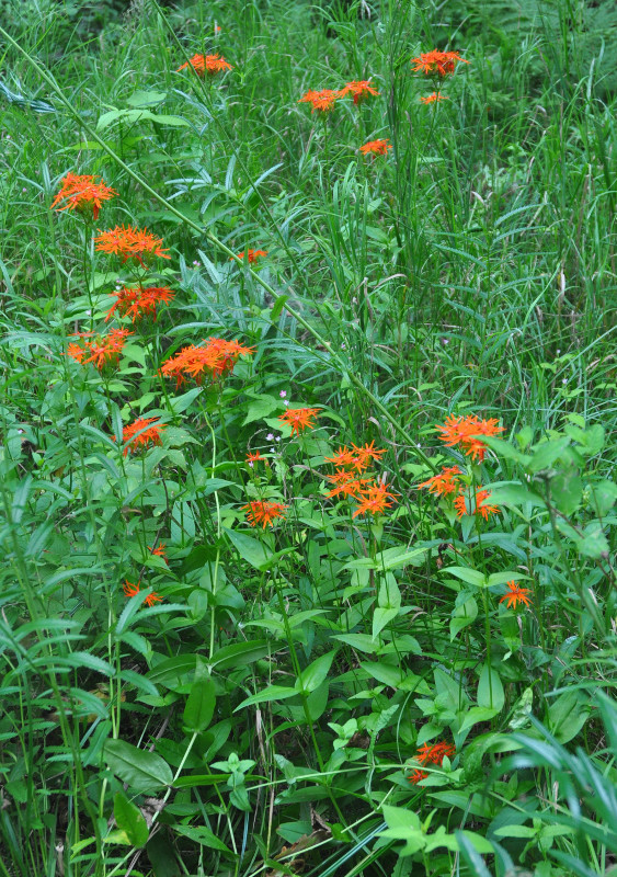 Image of Lychnis wilfordii specimen.