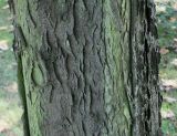 Gleditsia triacanthos. Нижняя часть ствола взрослого дерева. Германия, г. Krefeld, ботанический сад. 16.09.2012.