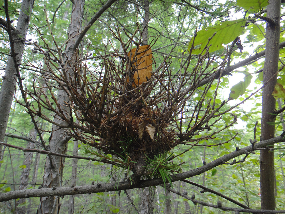 Image of Larix gmelinii specimen.