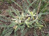 Astragalus floccosifolius. Зацветающее растение. Киргизия, Баткенская обл., Алайский хр. 16 мая 2008 г.