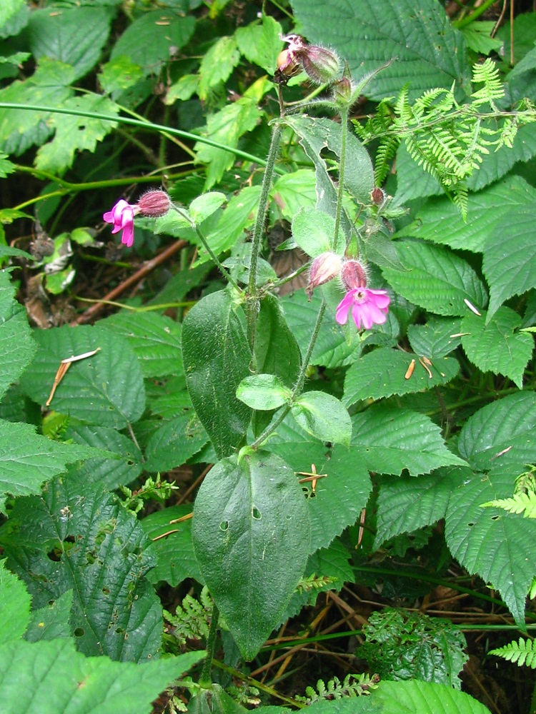 Image of Melandrium dioicum specimen.