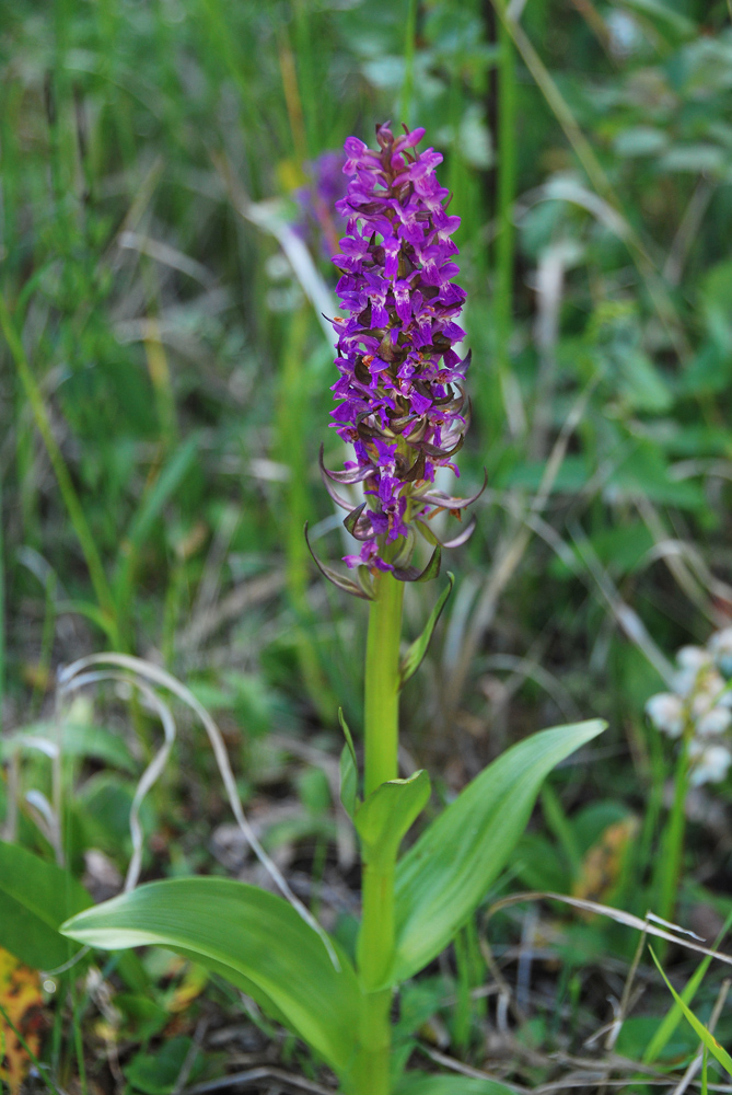 Image of Dactylorhiza incarnata specimen.