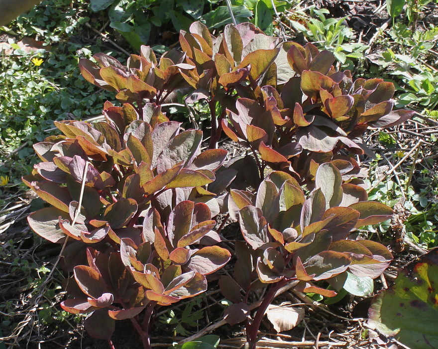 Изображение особи Paeonia mlokosewitschii.