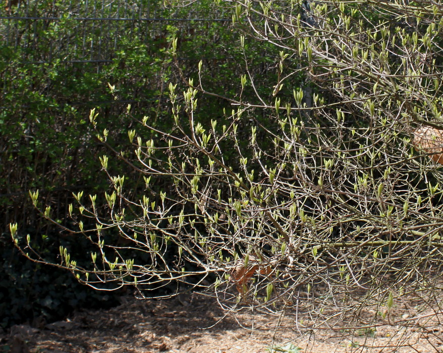 Изображение особи Callicarpa dichotoma.