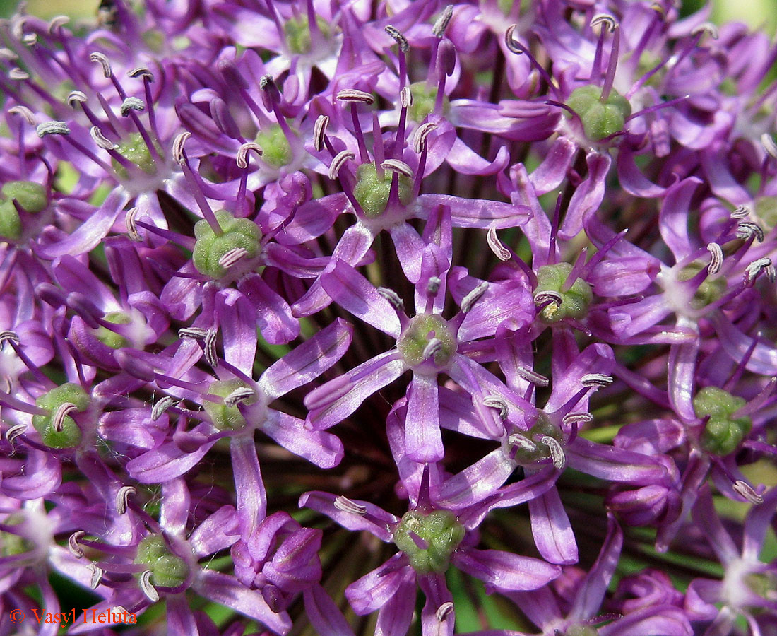 Image of genus Allium specimen.