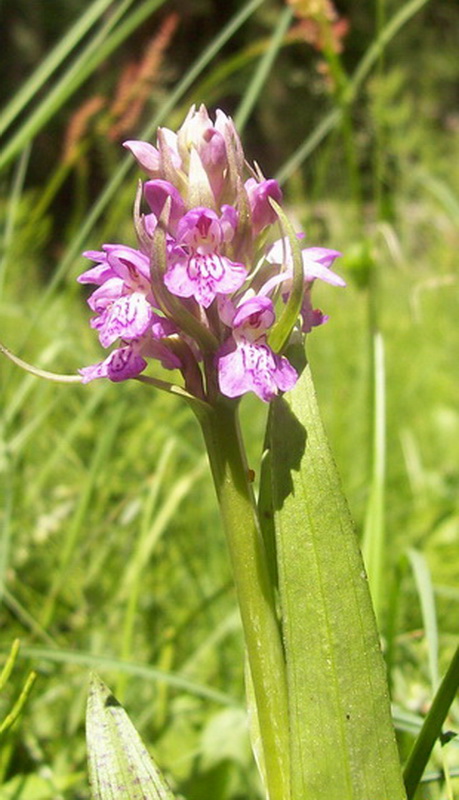 Image of Dactylorhiza baltica specimen.