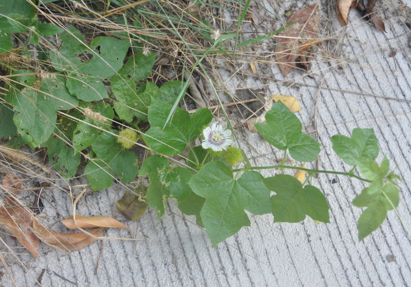 Изображение особи Passiflora foetida.