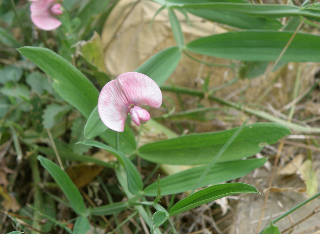 Изображение особи Lathyrus sylvestris.