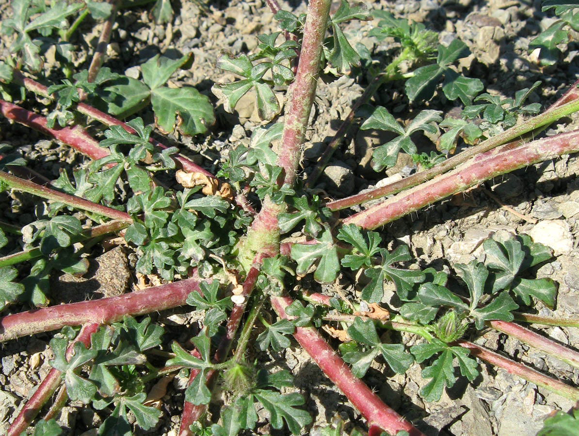 Image of Hibiscus trionum specimen.