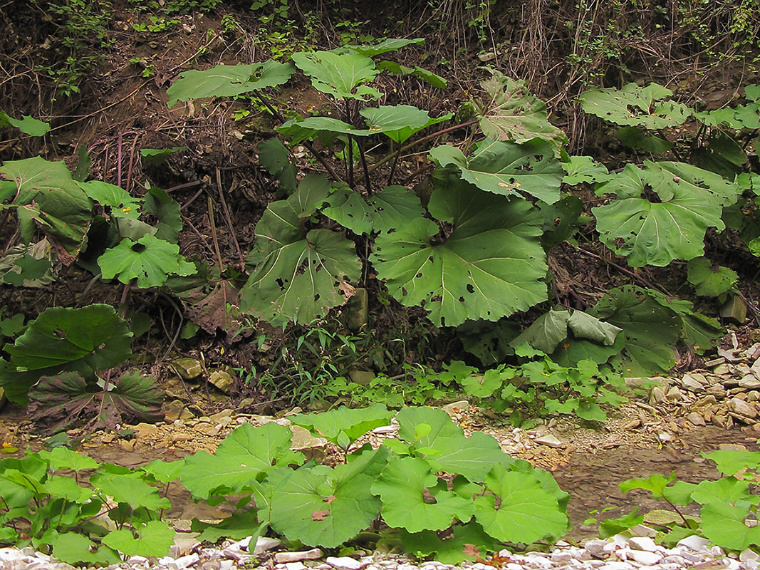 Image of Petasites hybridus specimen.