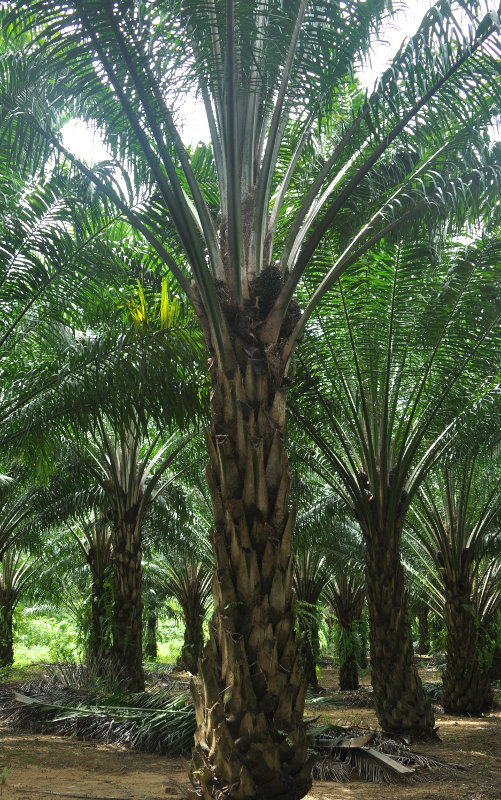 Изображение особи Elaeis guineensis.