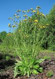 Hieracium vulgatum. Цветущее растение. Окр. Архангельска, рудеральное местообитание. 01.07.2012.