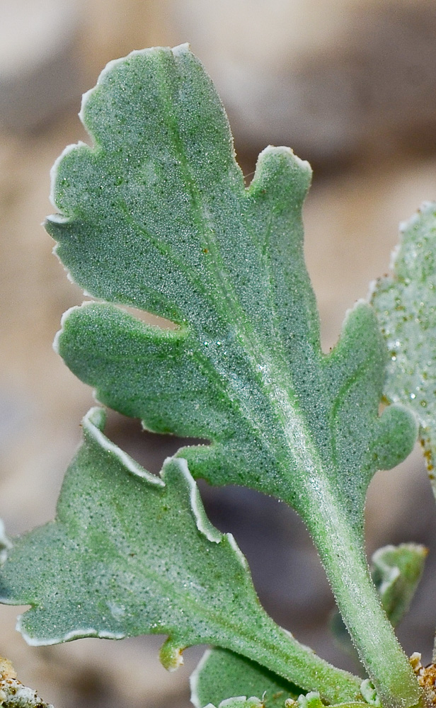 Изображение особи Scrophularia deserti.