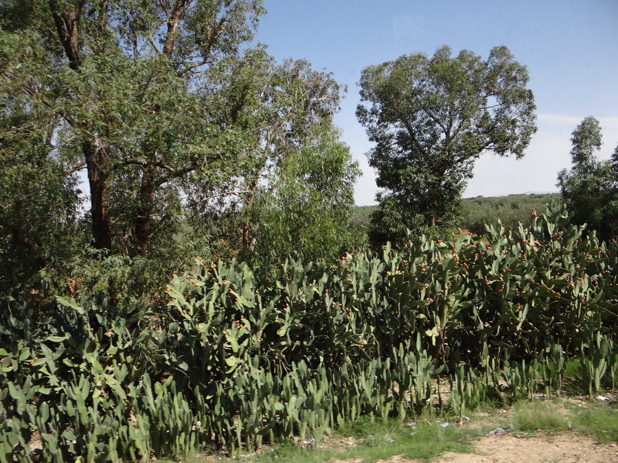 Image of Opuntia ficus-indica specimen.