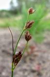 Juncus nodulosus