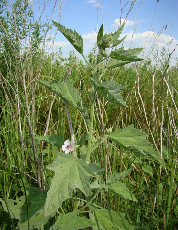 Image of Althaea officinalis specimen.