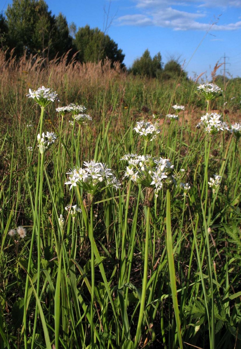 Изображение особи Allium tuberosum.