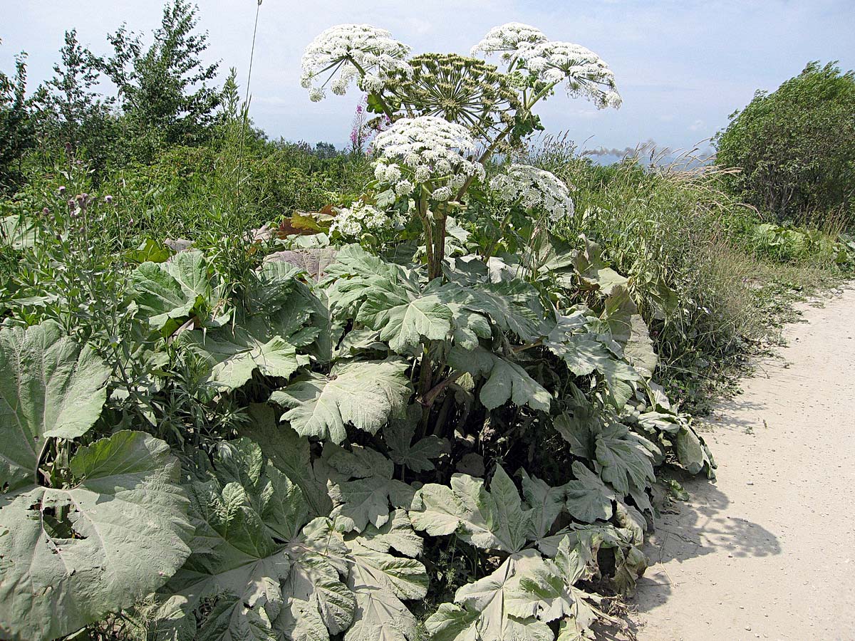 Image of Heracleum sosnowskyi specimen.