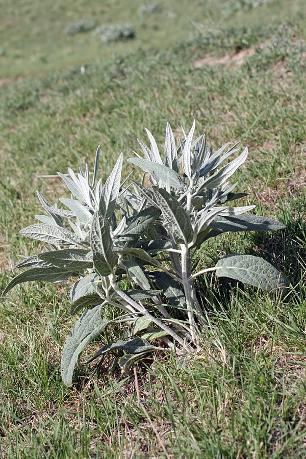 Image of genus Phlomis specimen.