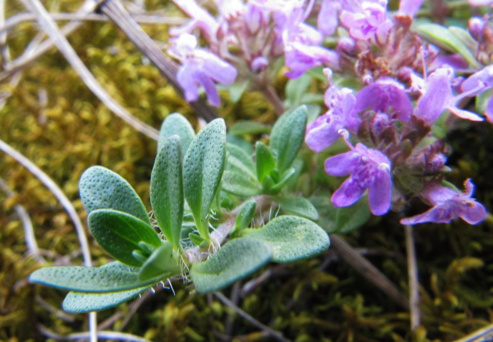 Изображение особи Thymus bashkiriensis.