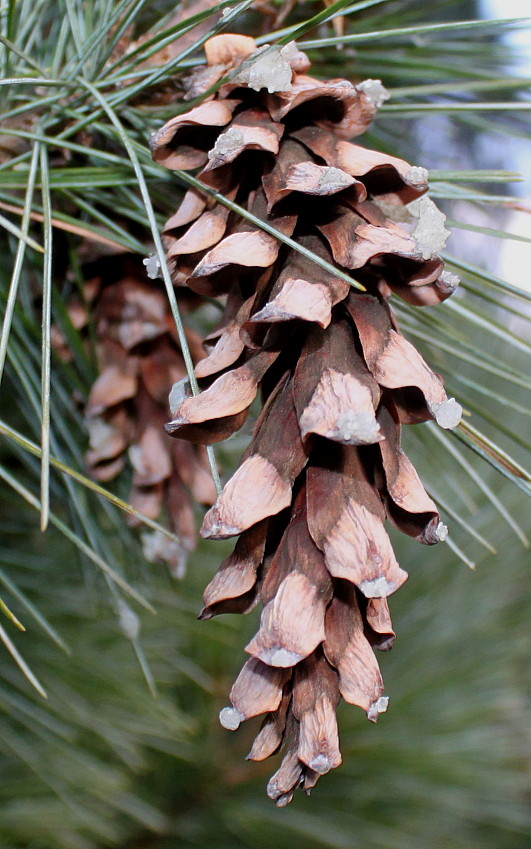 Image of Pinus strobus specimen.