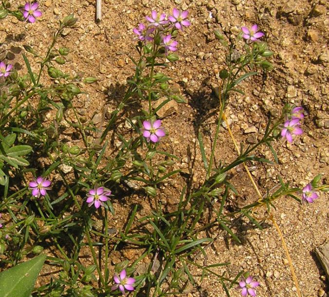 Изображение особи Spergularia rubra.