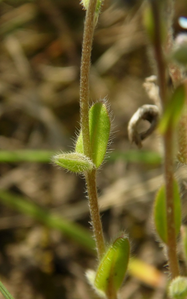 Image of Myosotis micrantha specimen.