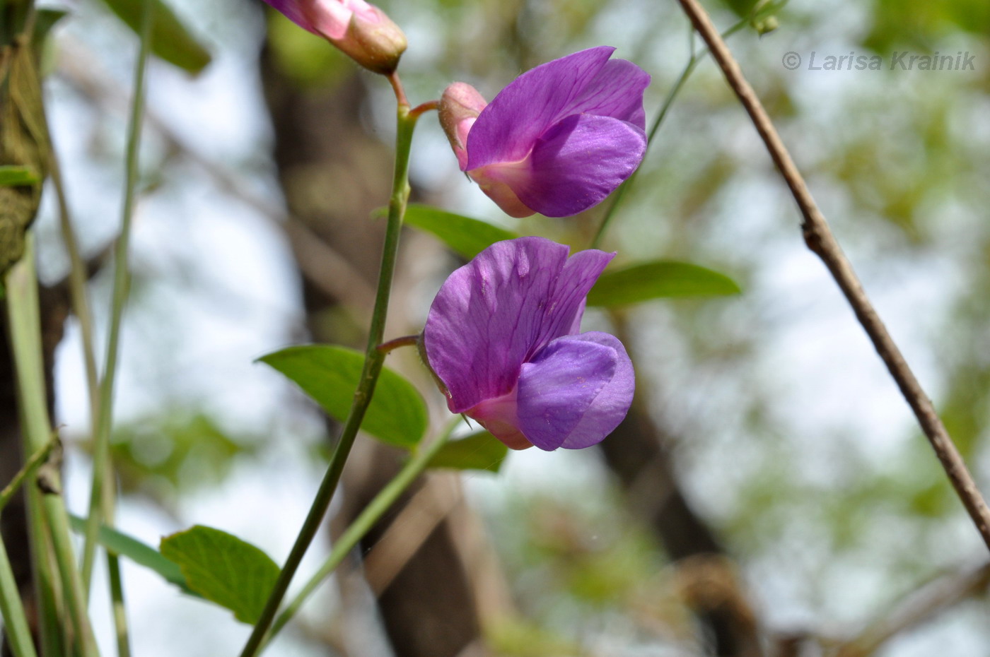 Изображение особи Lathyrus humilis.