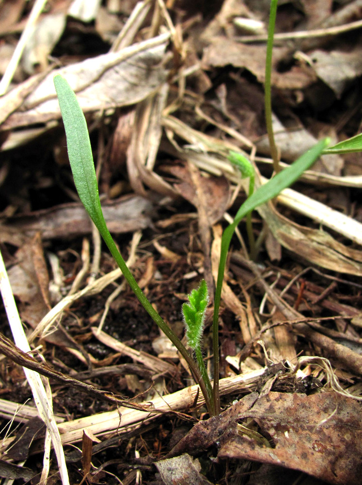 Image of Heracleum sibiricum specimen.