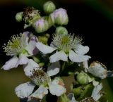 Rubus canescens