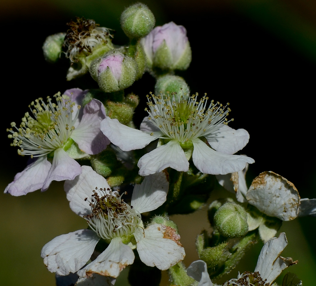 Image of Rubus canescens specimen.