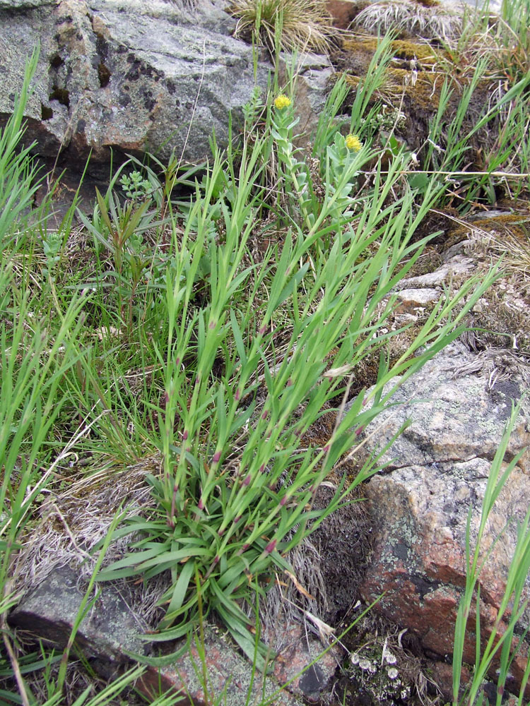 Image of Dianthus superbus specimen.