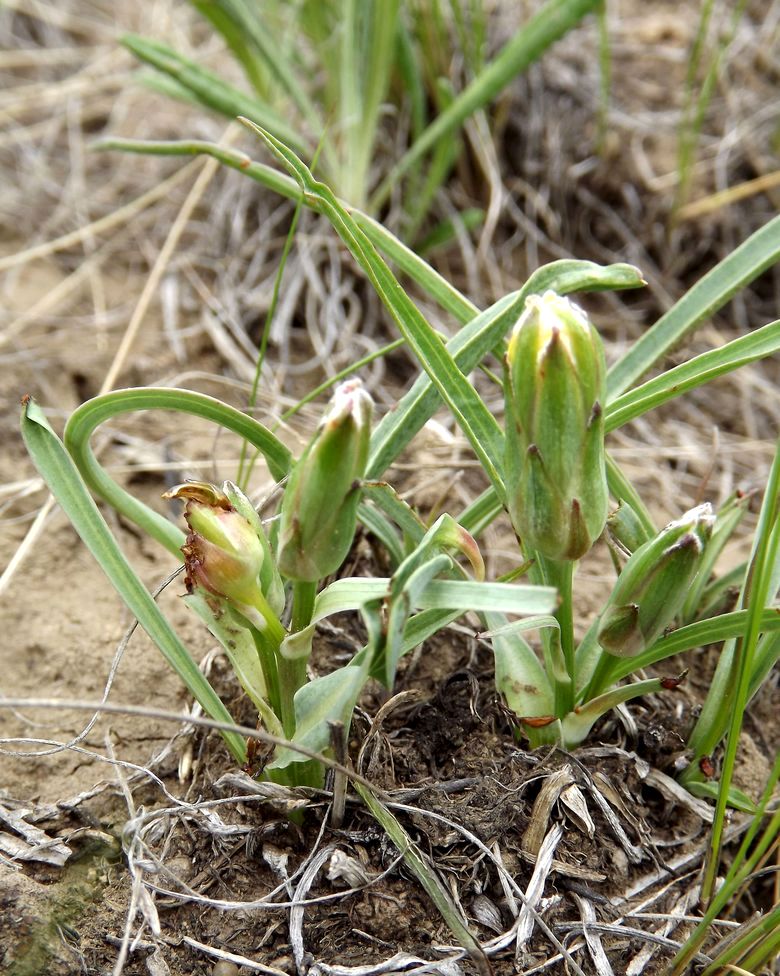 Image of Scorzonera austriaca specimen.