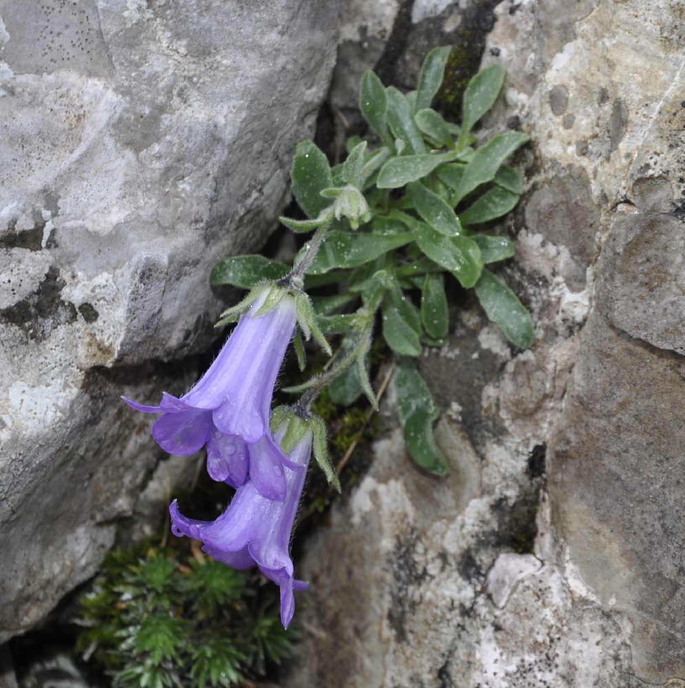 Image of Campanula oreadum specimen.