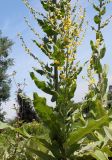 Verbascum pulverulentum. Средняя часть цветущего растения. Германия, г. Дюссельдорф, Ботанический сад университета. 03.07.2014.