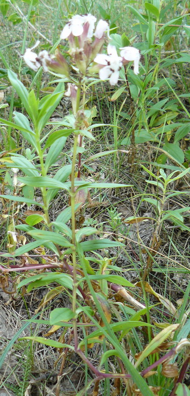 Image of Saponaria officinalis specimen.