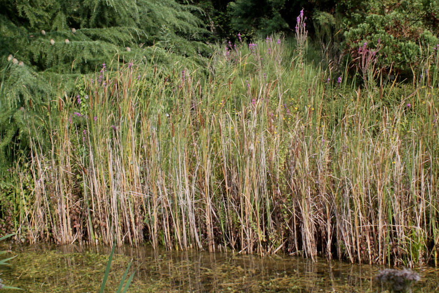 Image of Typha angustifolia specimen.