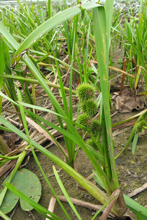 Image of Sparganium emersum specimen.