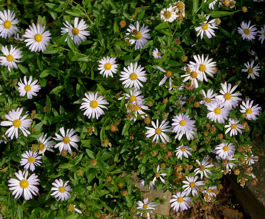 Image of Boltonia asteroides var. latisquama specimen.