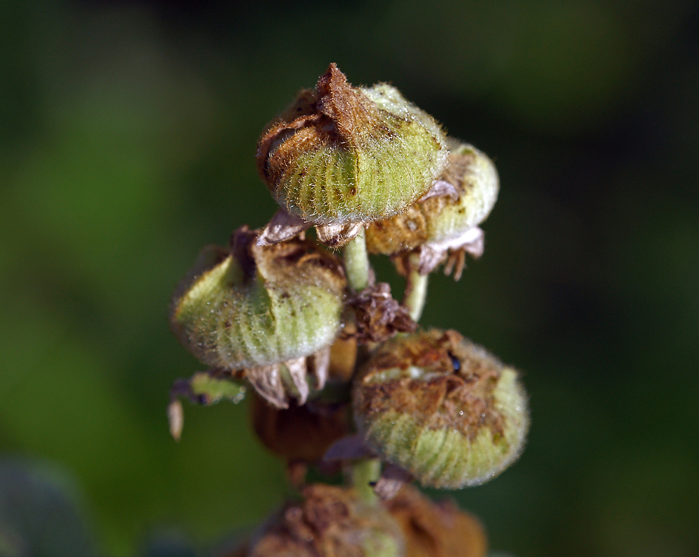 Image of Alcea rosea specimen.