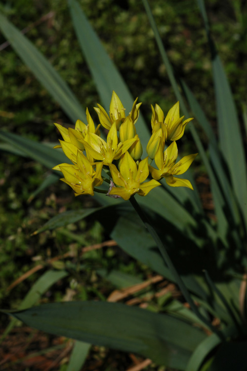 Image of Allium moly specimen.