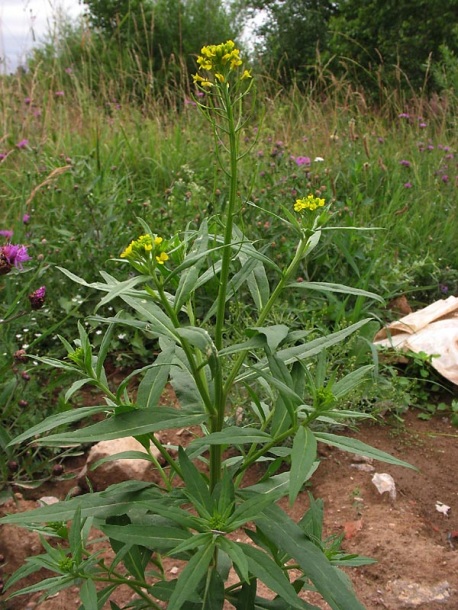 Image of Erysimum cheiranthoides specimen.