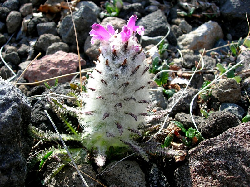 Image of Pedicularis pallasii specimen.