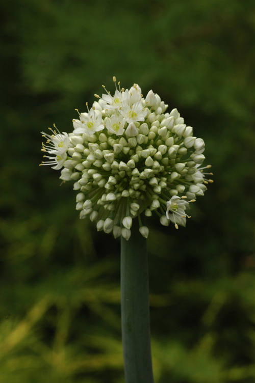 Image of Allium pskemense specimen.