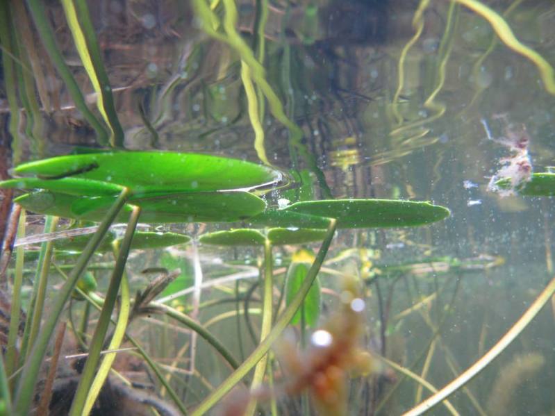 Image of Nuphar pumila specimen.