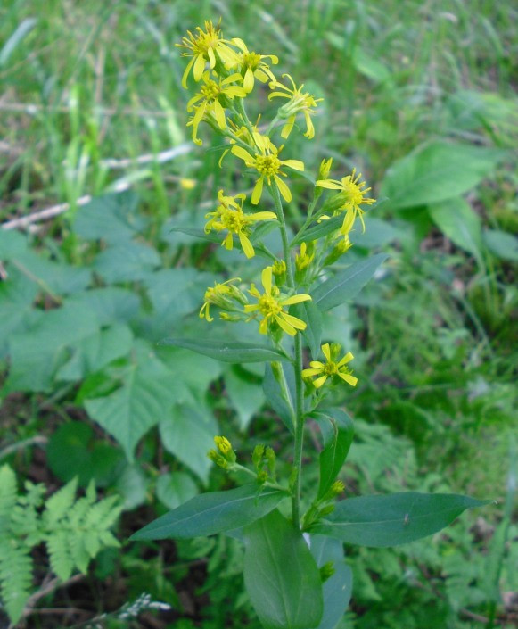 Image of Solidago virgaurea specimen.