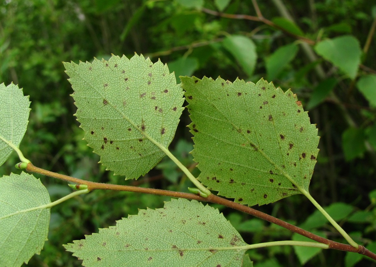 Изображение особи Betula pubescens.