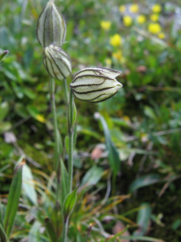 Image of Gastrolychnis uniflora specimen.