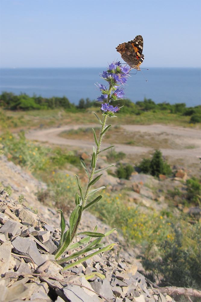 Изображение особи Echium vulgare.